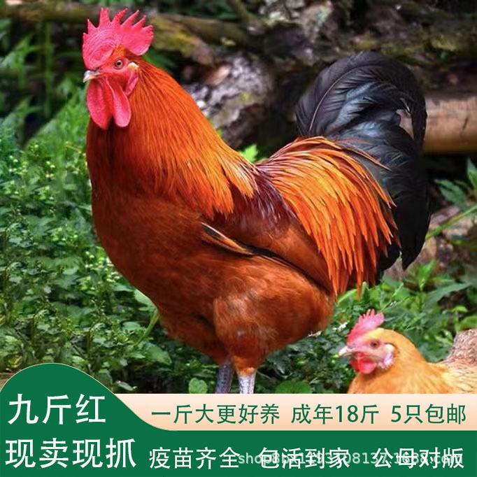 济宁鸡羽毛粉生产设备	的简单介绍